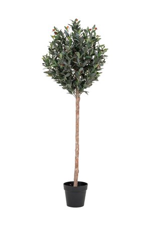 House Nordic - Oliventræ - Grøn - Kunstige blomster & planter - Fra Homeroom