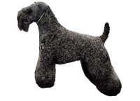 Kerry blue terrier - klistremerker