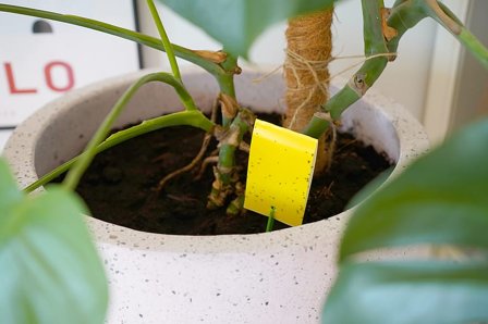 ECOstyle Fangstplader 7 stk., Tøj & Bolig, Skadedyrsbekæmpelse, Øvrig