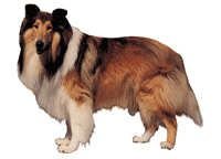 Collie stående - klistremerker