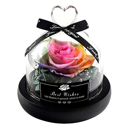 Liten Evighetsros, Regnbågsfärgad - Just for you