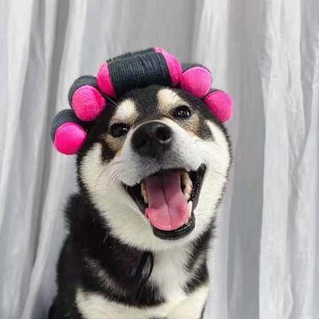 Morsomme hundekostymer, hundekatt cosplay parykk krøllete hår justerbar Pe