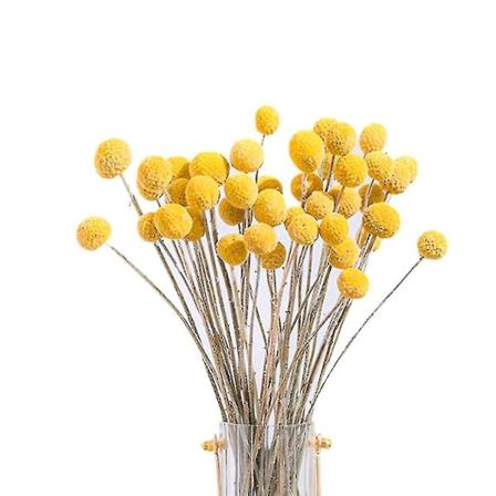 40 st Torkade Craspedia Blommor Torkade Billy Button Balls Blommor, torkad blomsterbukett för arrangemang