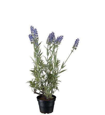 Mr Plant Kunstig Blomst Lavendel H45