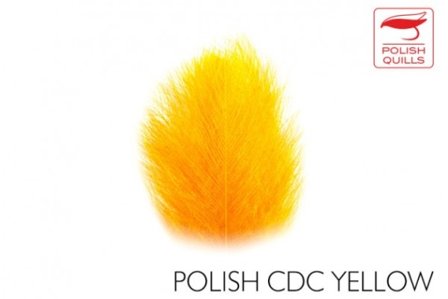 Polish Quill CDC Yellow
