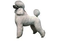 Puddel hvit stående - klistremerker