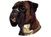Boxer tigret - klistremerker