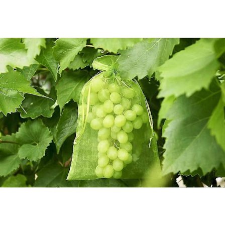 100 stk. beskyttelsespose til drueklaser, Størrelse: 30 x 20 cm, Farve: Grøn, Med snor, Giver total beskyttelse mod hvepse, fugle, Materiale: Organza