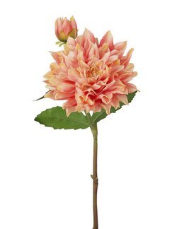 Tekokasvi leikkokukka Daalia 70 cm 1 kpl Aprikoosi