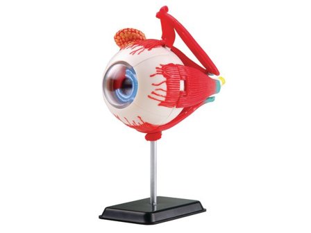 EDU-TOYS Anatomisk modell Öga 14 cm - Lyreco - Skola och förskola - Klassrummet / Lära - Anatomi