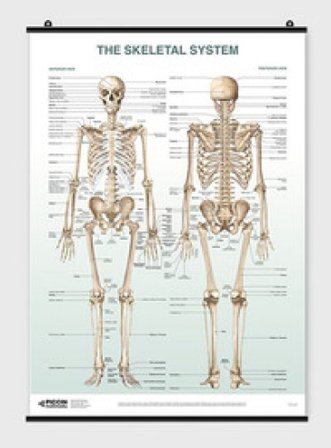 The skeletal system poster Lucia Manzoli