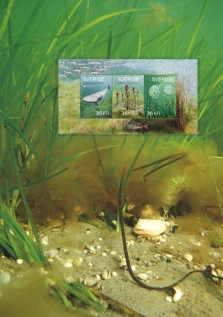 Sverige - EUROPA 2024 Undervandsfauna og -flora - Samlerark