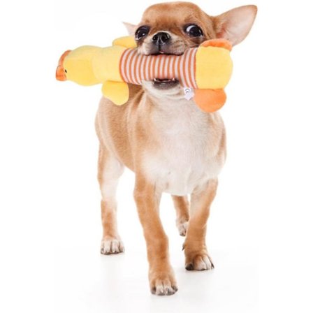 1 stk morsom hud med liten hund og katt tygge lyd,