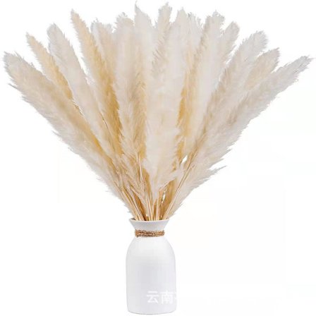 Tørret blomstersæt, 15 naturlige hvide siv