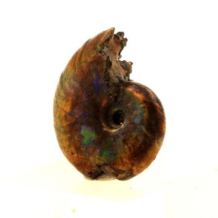 Stenar och mineraler. Ammonit Fossil Desmoceras pearly. 16,0 ct. Bully, Seine-Maritime, Frankrike.