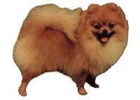 Pomeranian - klistremerker