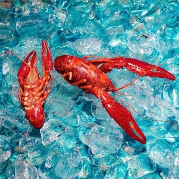 Here you are THE ROOF DOGS