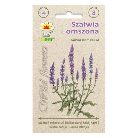 Frö till stäppsalvia – Långblommande perenn med lila blomspiror