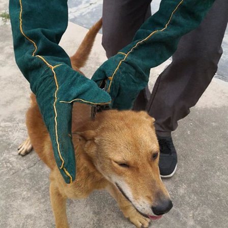 Bidresistente handsker - Handsker til træning af slanger og hunde | Varme-/ildresistente beskyttelseshandsker til kattekradser og krybdyr