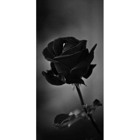 Svart Blomma Tavla 21×30 CM