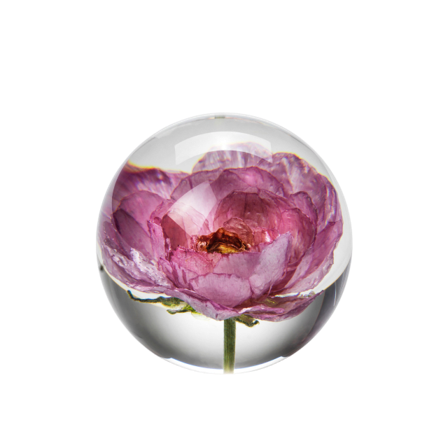 In Flore Ranunkel Pappersvikt Inredningsdetaljer Rosa 8 cm