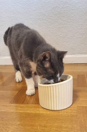 Jotex - Matskål For Hund/katt Naturhvit - SLURP - Kjøp Kjæledyrutstyr hos Jotex
