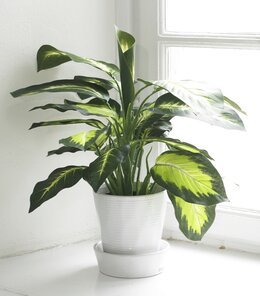 Konstväxt Prickblad Grön - Mr Plant