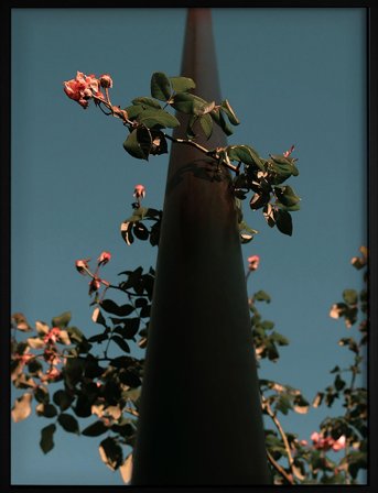 Democratic Gallery | Poster Flowers | 45X60