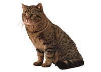 Brittish korthår - klistremerker