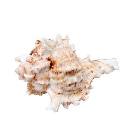 Stora Naturliga Konkskal Tusenfingerskonksmaterial Enhörningskonksgåva Akvarium Aquascape Akvarium Dekorativa Ornament