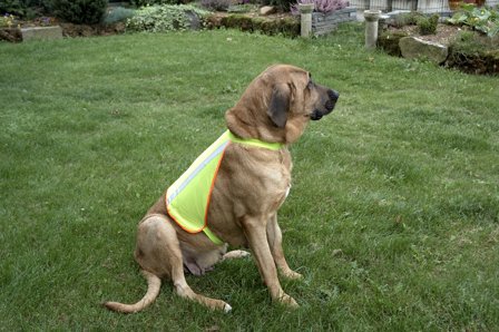 Refleksvest til hund