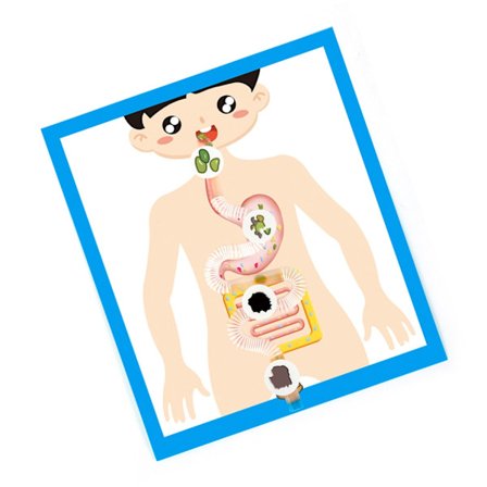 Modell av menneskets fordøyelsessystem, læringsverktøy for klasserommet, plakatmodell av fordøyelsesorganers anatomi for barn og studenter fra 6 år og