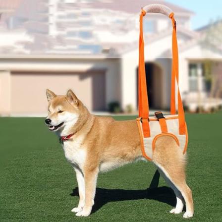 Orange hundestøttebælte (S taljeomkreds 28-36 cm, benomkreds 30-40 cm)