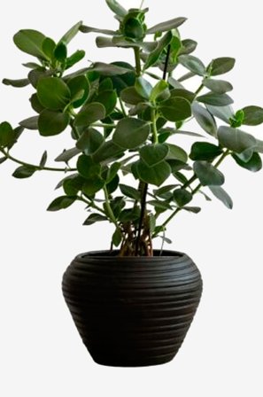 Zelected by Houze - Kruka Bocco Svart - Svart - Krukor & vaser - Från Homeroom