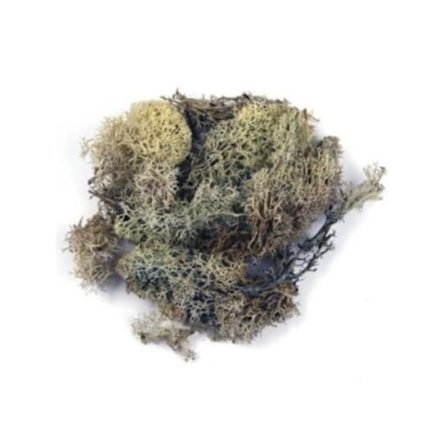 Islandsmossa - Rayher - Mini trädgård - Natur - 30g - Realistisk för miniatyrträdgårdar