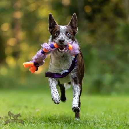 Doggie-Zen Elastisk Fleece og Fuskepels Hundeleke - 70cm