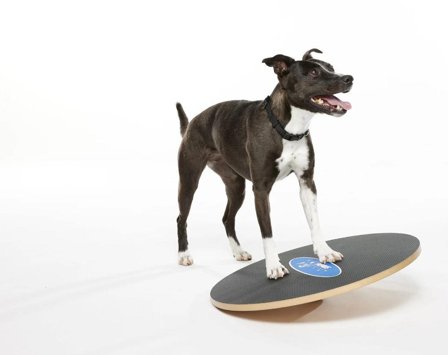 FitPAWS Wobble Board - 50cm