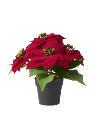 Åhléns Home Konstväxt julstjärna i kruka Blommor & växter Röd ONESIZE