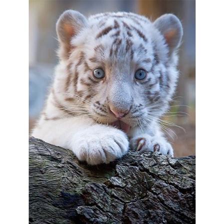 30 x 40 cm, baby tiger Diamond Painting Broderi Diamant Peintu