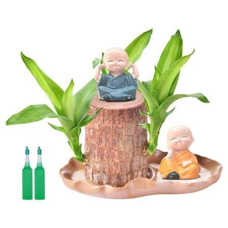 Lyckobringande Brasilianskt Trästubbe Snabbväxande Mini Träd Lyckobringande Dekoration Luftrenande Växt Skrivbordsdekoration[D]