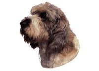 Petit basset griffon vendeen, stor - klistremerker