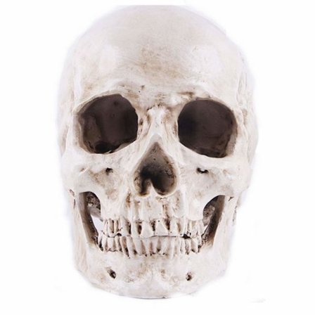 Model 1:1 Kunstharpiks Menneske Kranie Anatomisk Undervisning, Dekoration Kranie