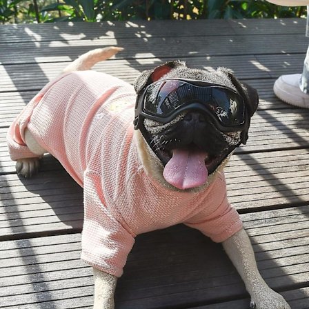 Hundebriller til små racer - Solbriller til hunde, nemme at sætte på, UV-beskyttende solbriller til små/mellemstore hvalpe