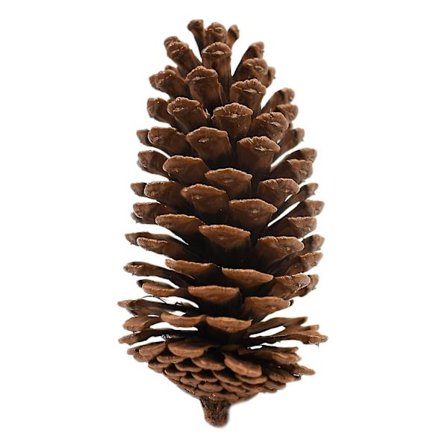 Materialer til julekrans med kogler, farve brun