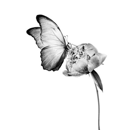 Fjäril Affisch 40×50 CM