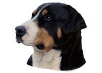 Grosser schweizer sennenhund - klistremerker