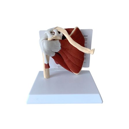 Menneskeligt muskel skulderled model skelet model menneskelig anatomi model med ledbånd muskel skelet kraveben humerus