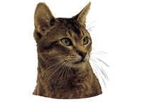 Abyssiner viltfarget - klistremerker