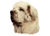 Clumber spaniel - klistremerker