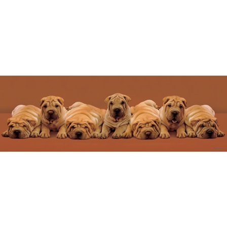 Keith Kimberlin - Sharpei Pups